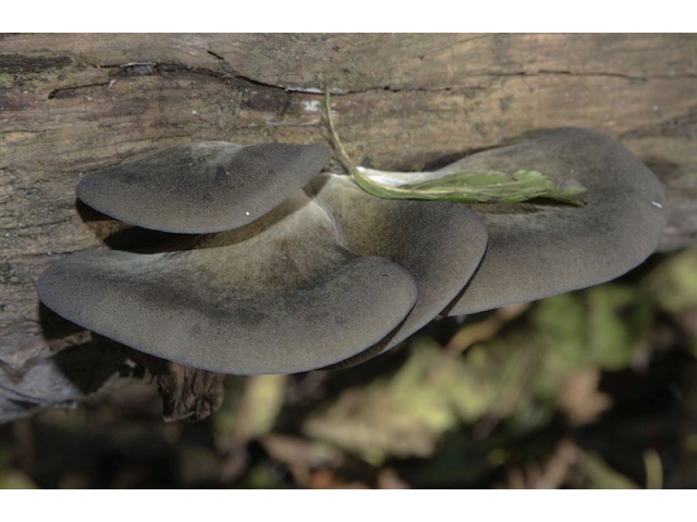 Мицелий Вешенки осенней (Pleurotus salignus)
